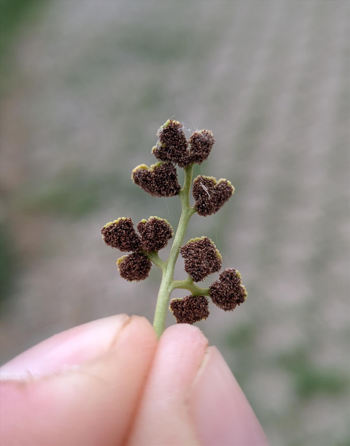 Asplenium ruta-muraria (door Stef van Walsum)