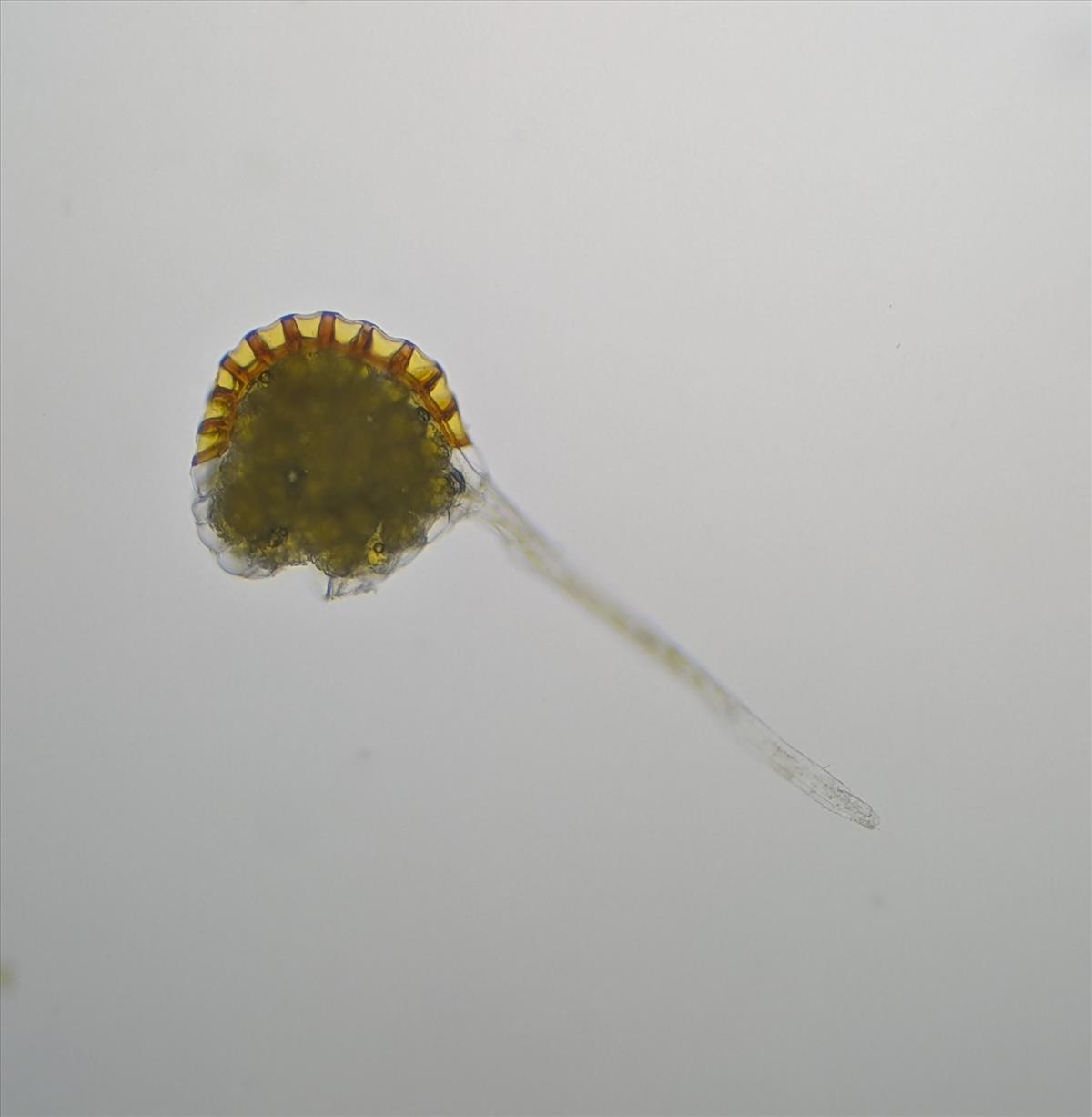 Polypodium vulgare (door Stef van Walsum)