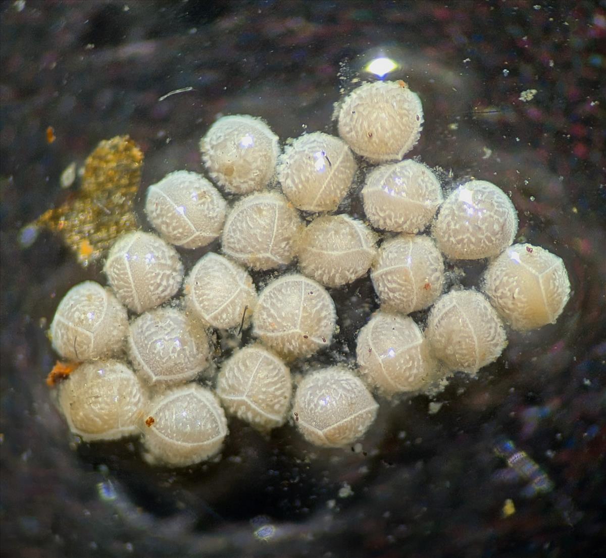 Isoetes lacustris (door Stef van Walsum)