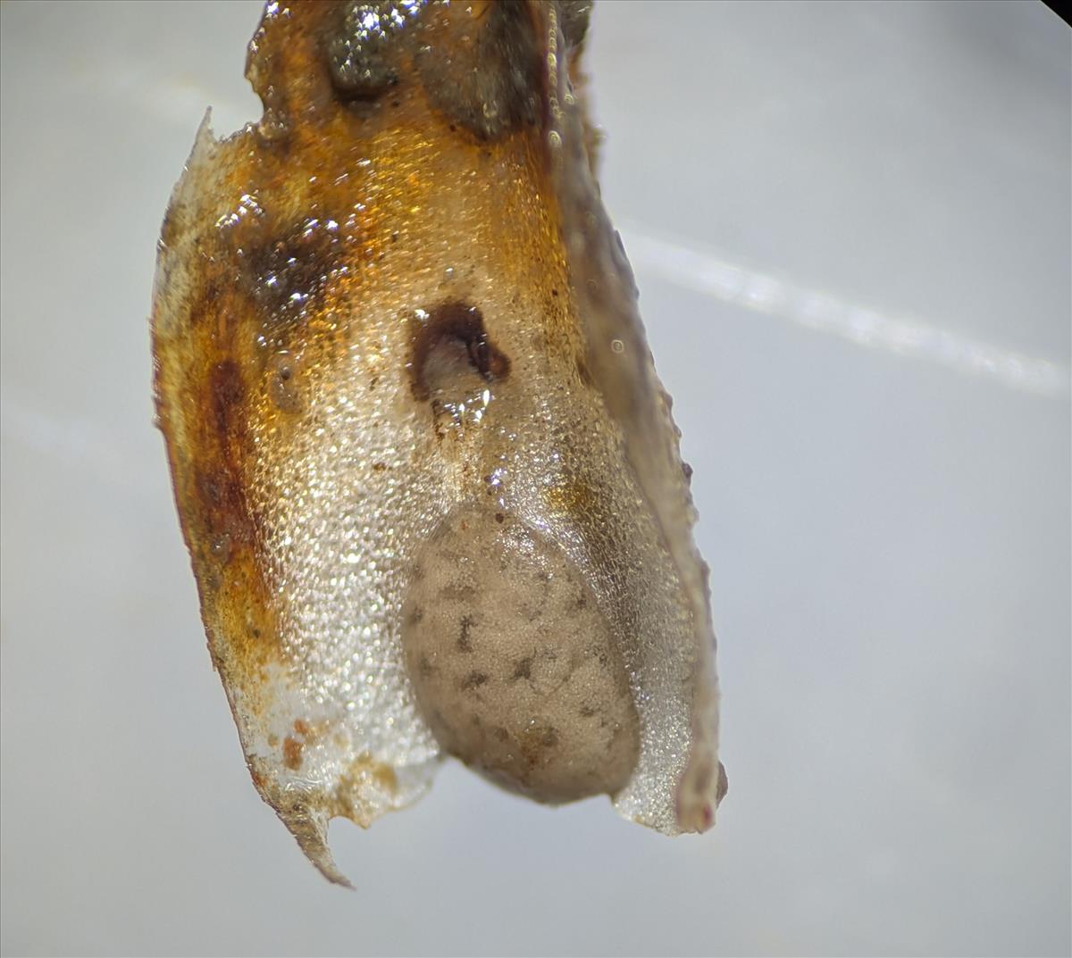 Isoetes lacustris (door Stef van Walsum)