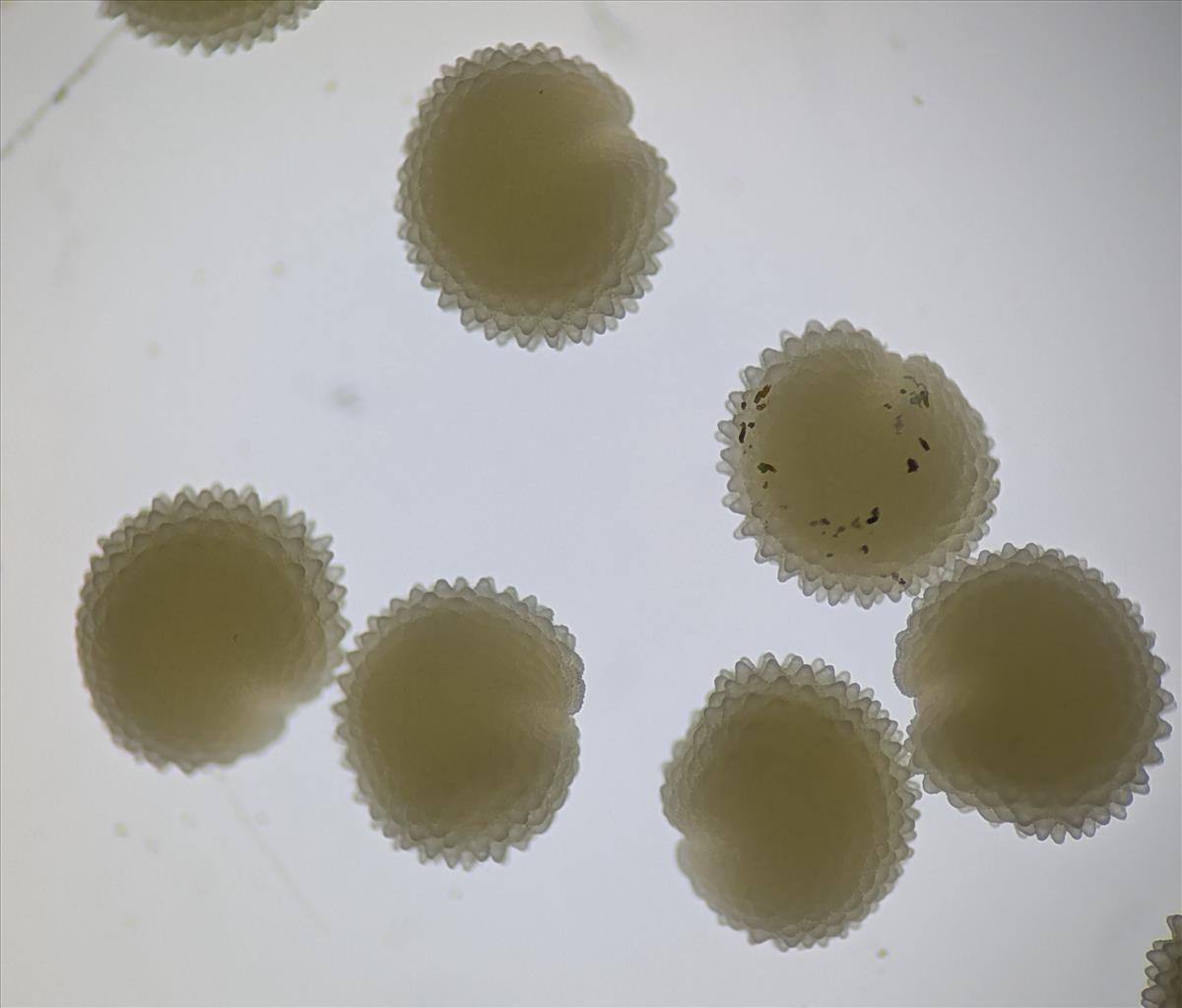 Stellaria media (door Stef van Walsum)