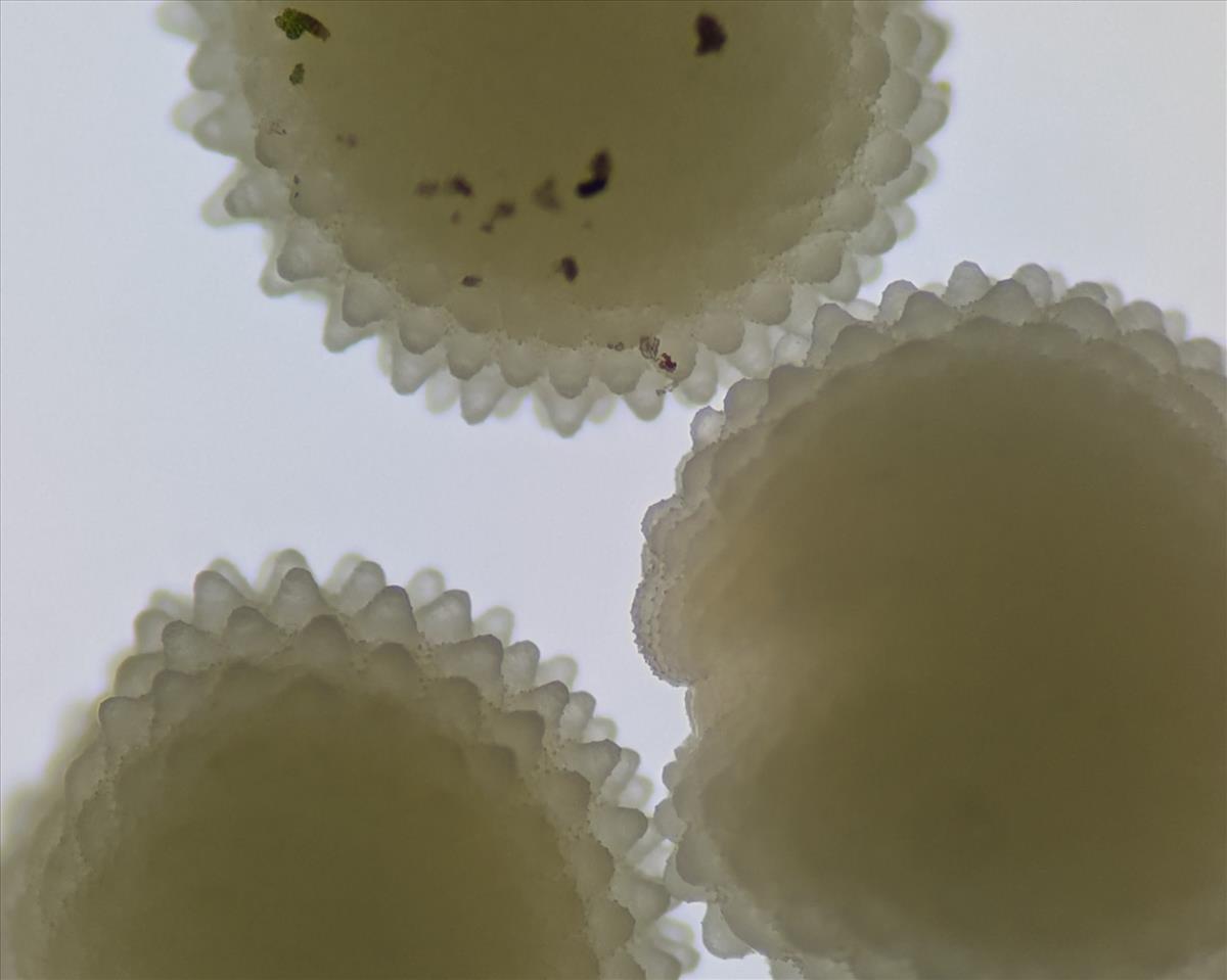 Stellaria media (door Stef van Walsum)