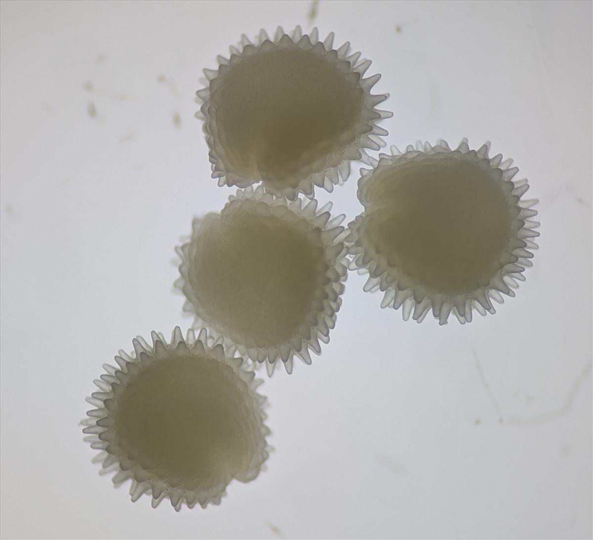 Stellaria ruderalis (door Stef van Walsum)