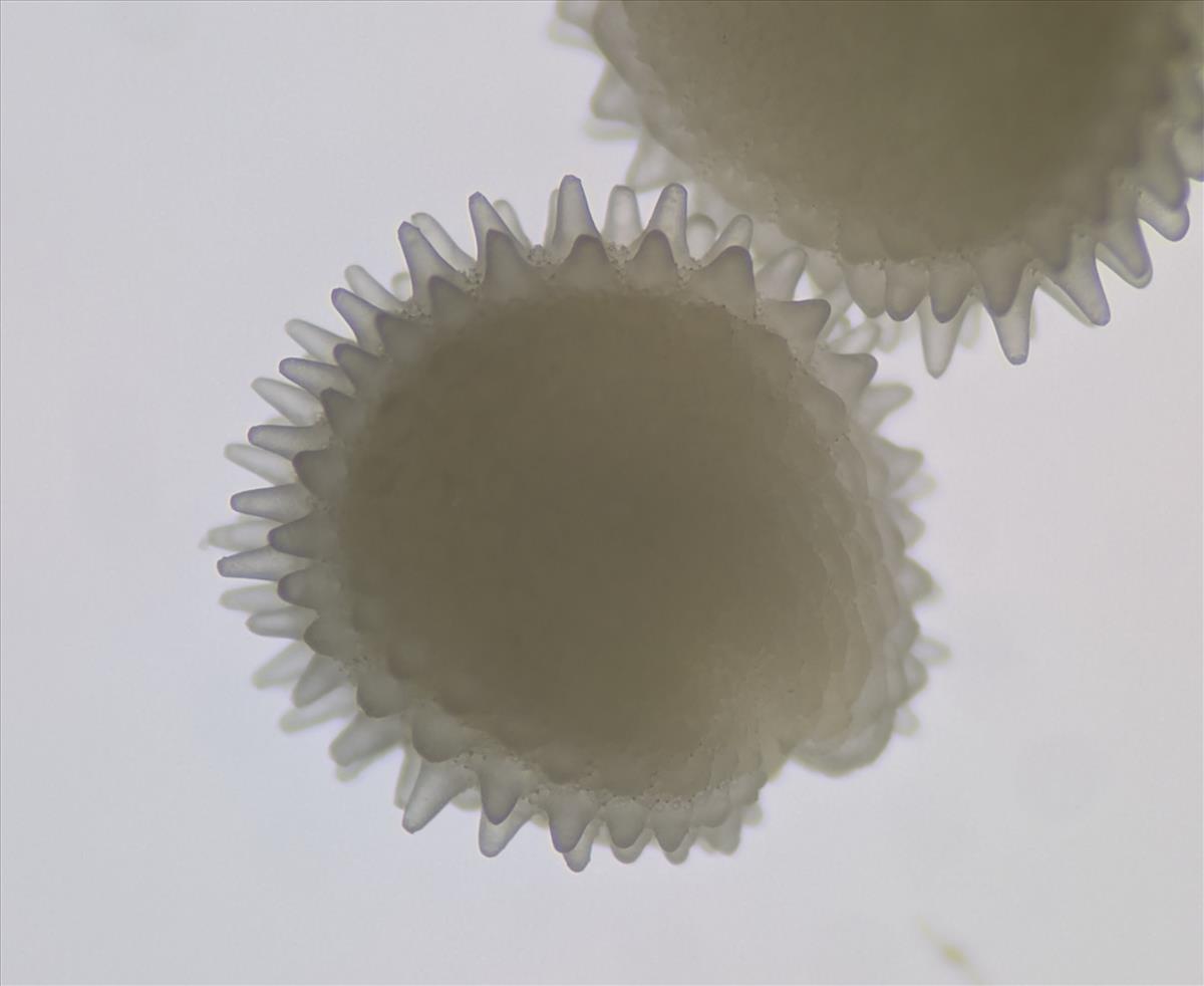 Stellaria ruderalis (door Stef van Walsum)