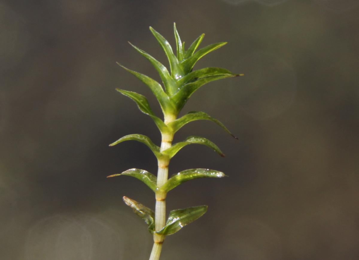 Groenlandia densa (door Peter Meininger)