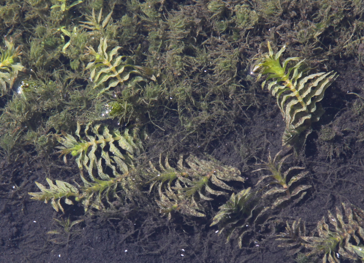 Groenlandia densa (door Peter Meininger)