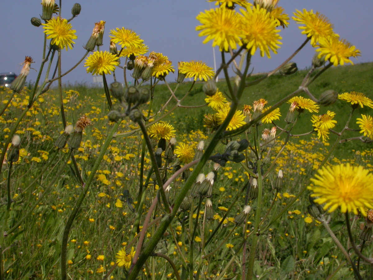 Crepis vesicaria subsp. taraxacifolia (door Peter Meininger)