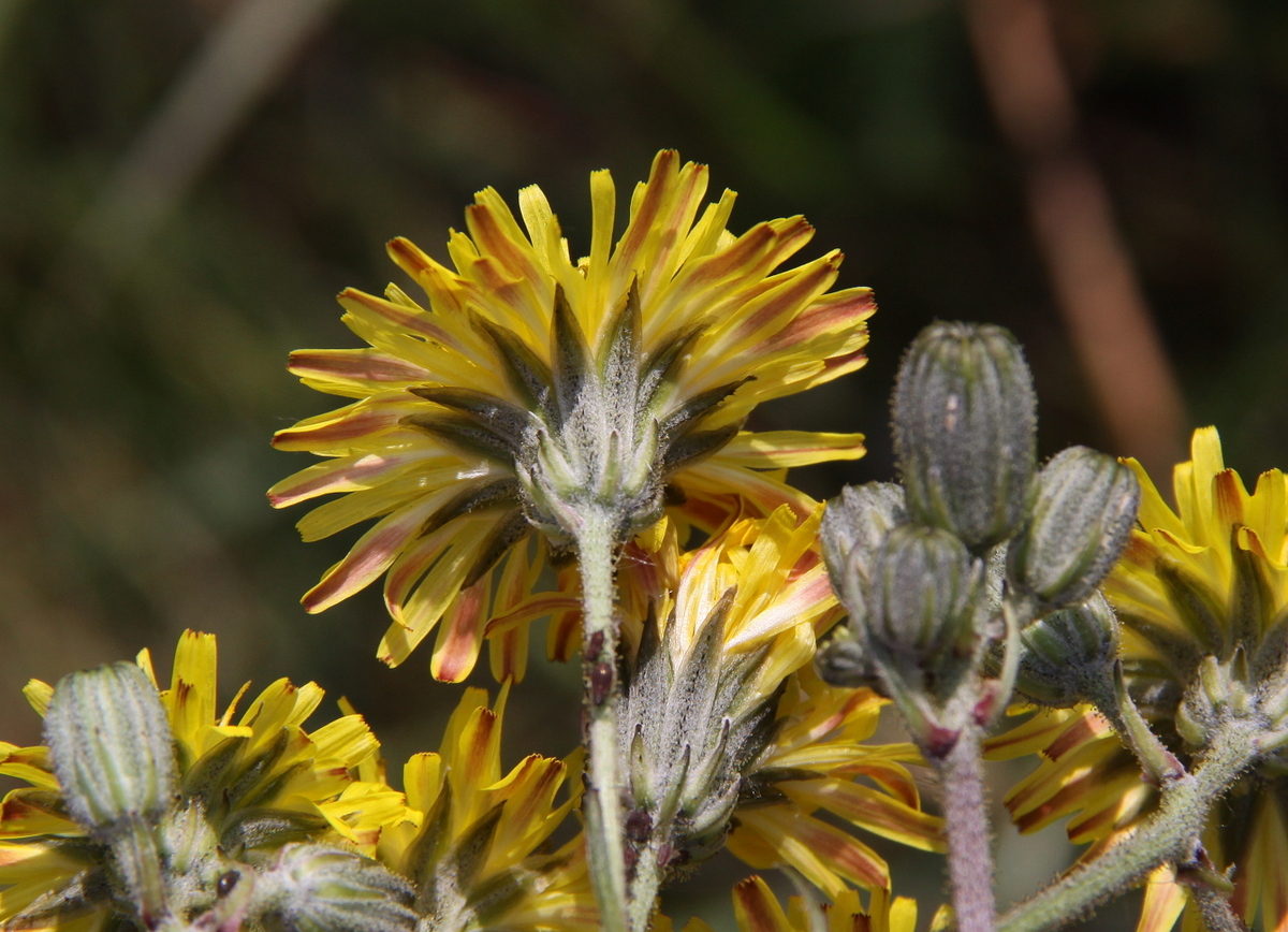 Crepis vesicaria subsp. taraxacifolia (door Peter Meininger)