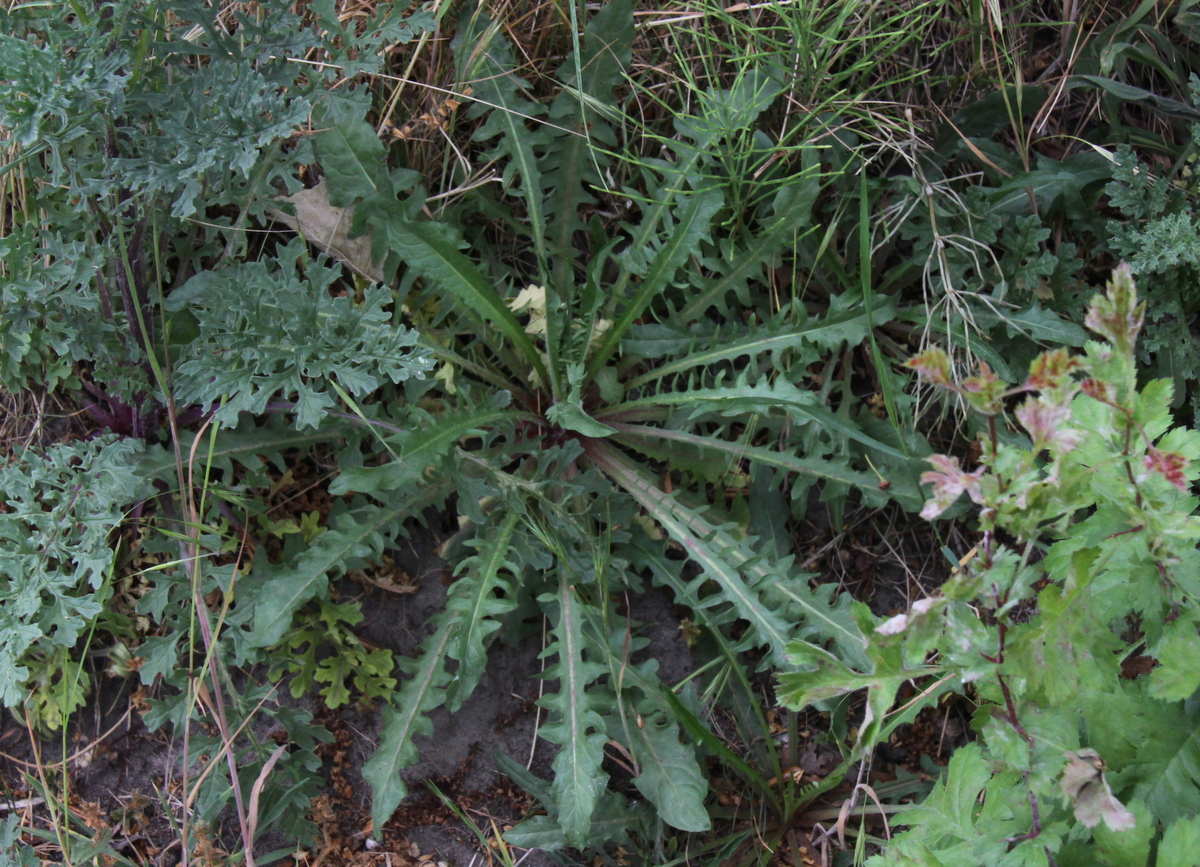 Crepis vesicaria subsp. taraxacifolia (door Peter Meininger)