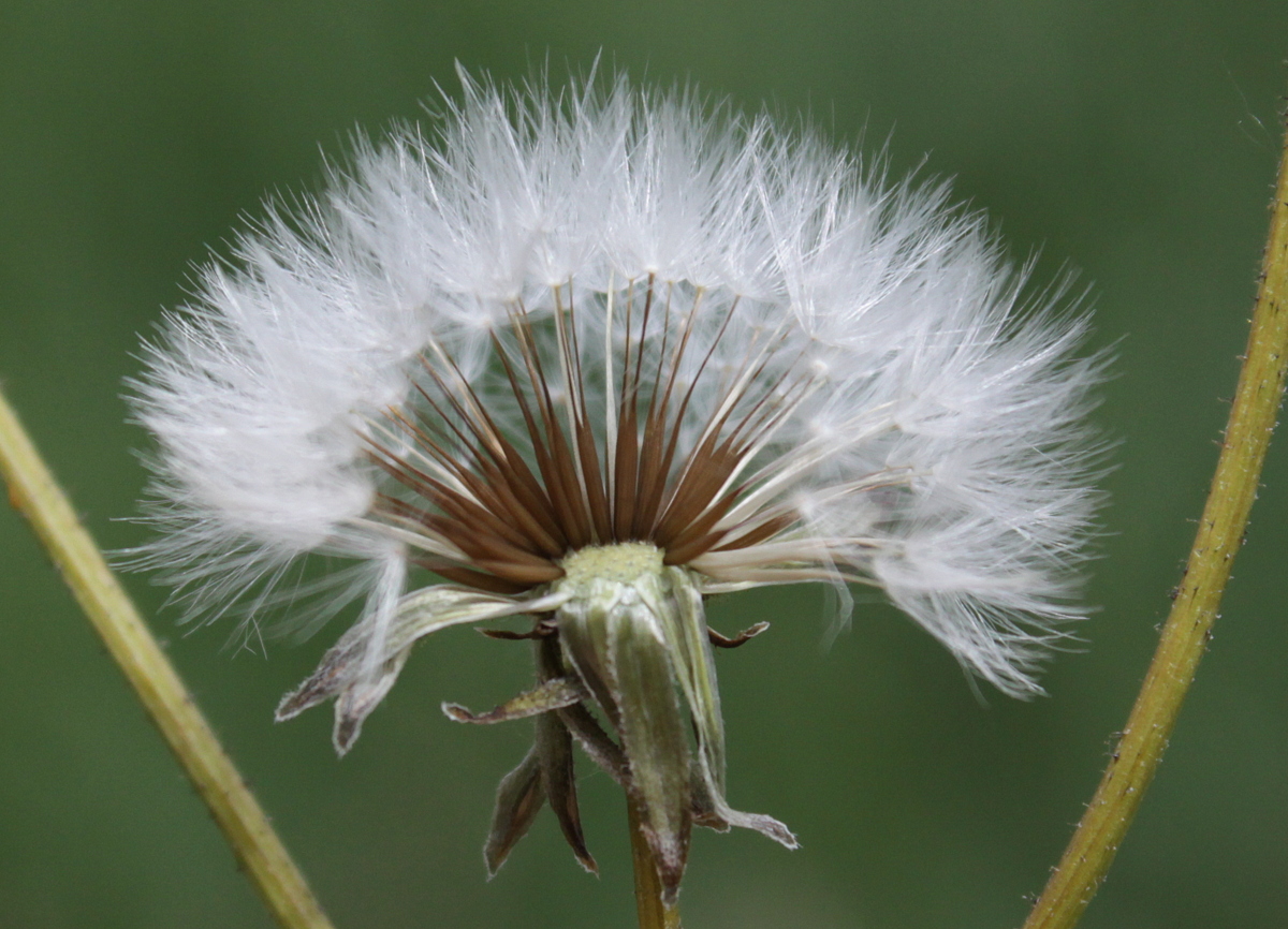 Crepis vesicaria subsp. taraxacifolia (door Peter Meininger)