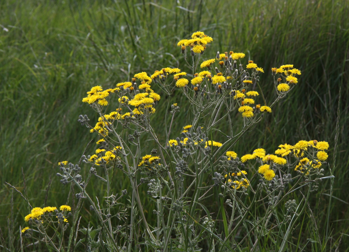 Crepis vesicaria subsp. taraxacifolia (door Peter Meininger)