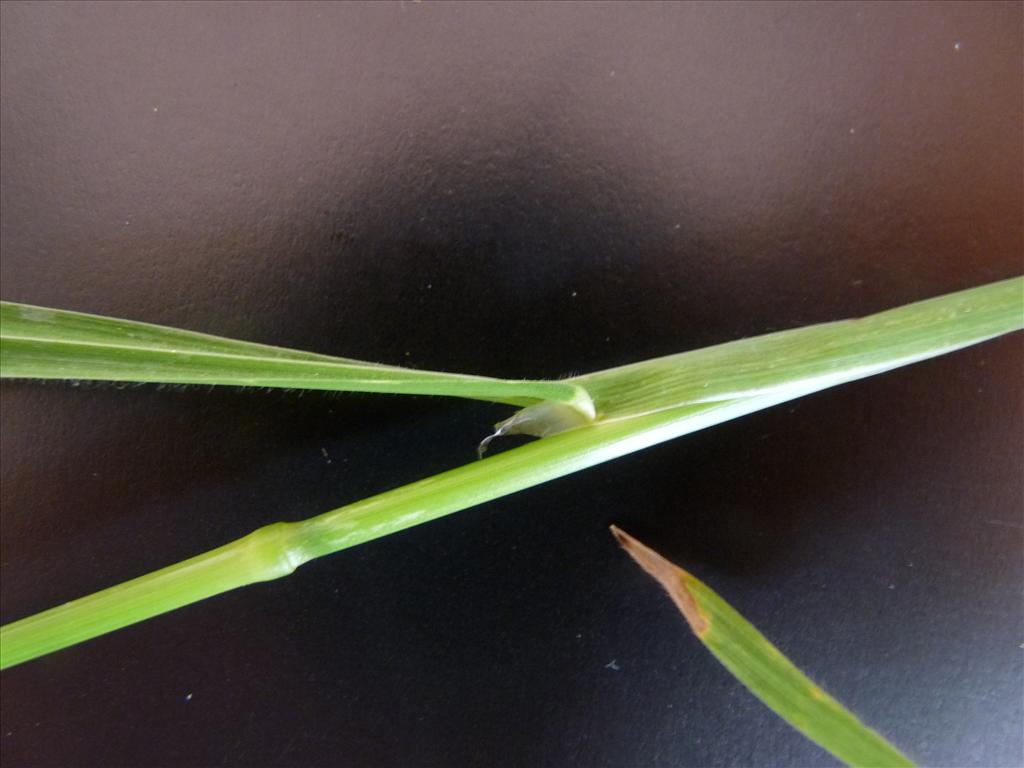 Ceratochloa cathartica (door Willemien Troelstra)