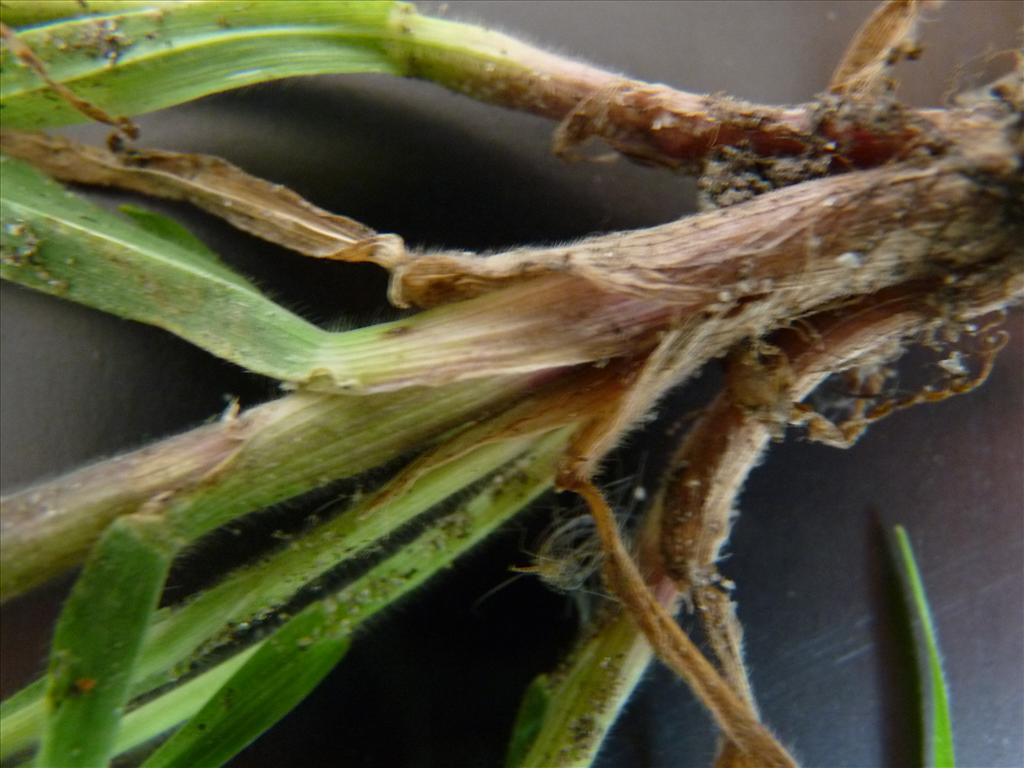 Ceratochloa cathartica (door Willemien Troelstra)