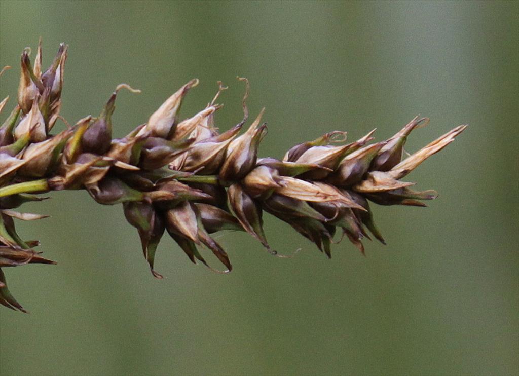 Carex appropinquata (door Peter Meininger)