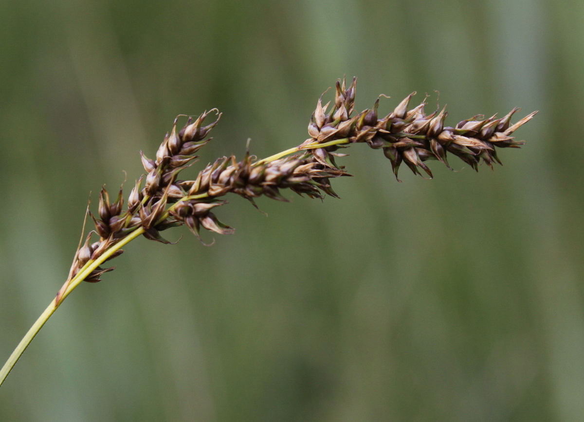 Carex appropinquata (door Peter Meininger)