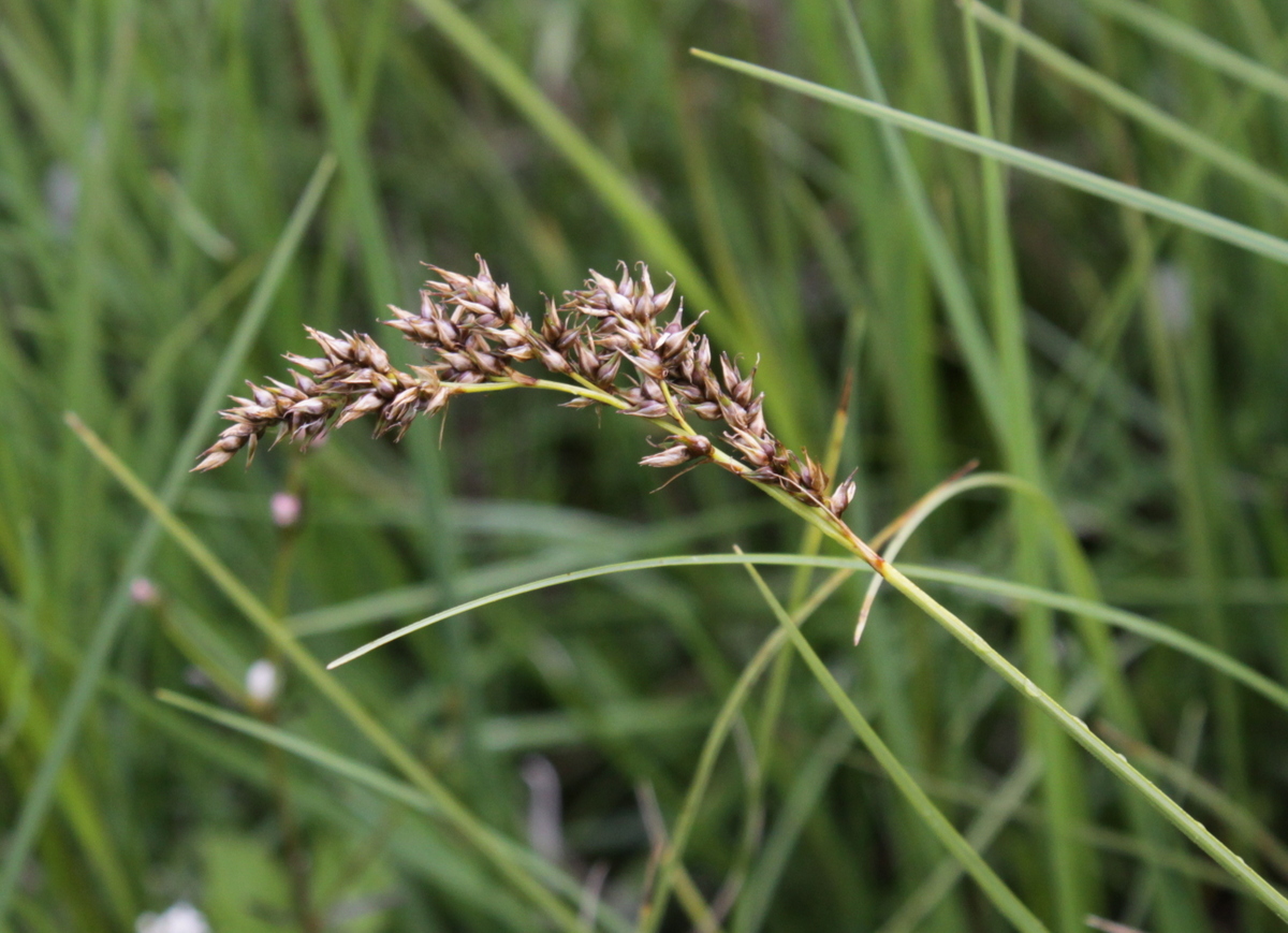 Carex appropinquata (door Peter Meininger)