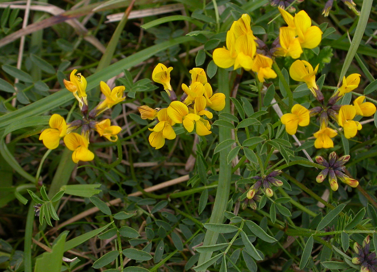 Hippocrepis comosa (door Peter Meininger)