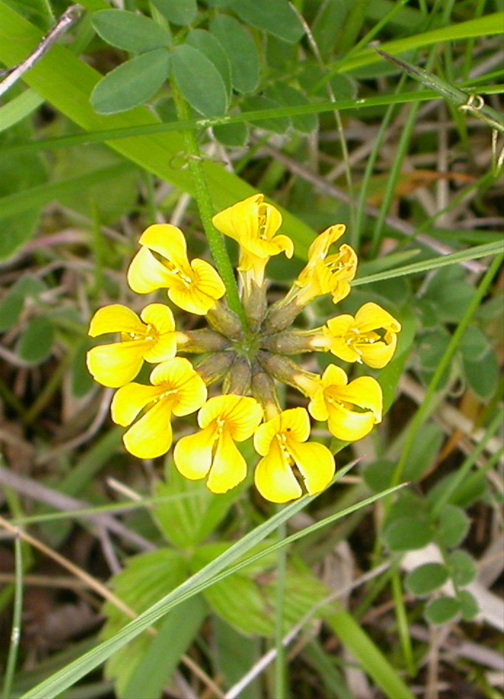 Hippocrepis comosa (door Peter Meininger)