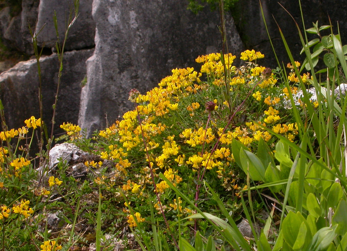 Hippocrepis comosa (door Peter Meininger)