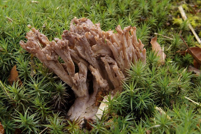 Ramaria fennica (door Marjon van der Vegte)