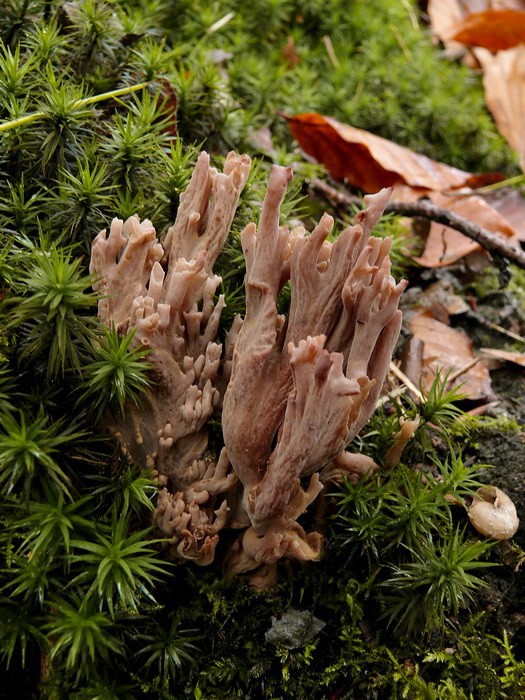 Ramaria fennica (door Marjon van der Vegte)