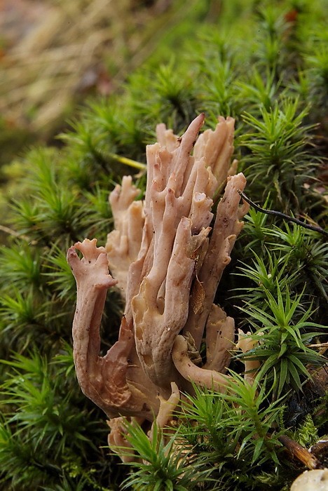 Ramaria fennica (door Marjon van der Vegte)