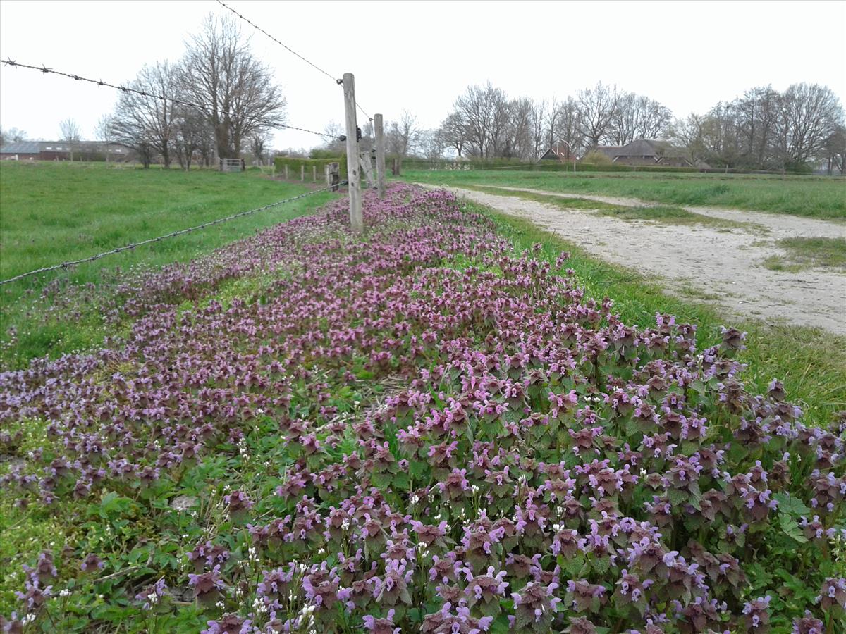 Lamium purpureum (door Edwin Dijkhuis)