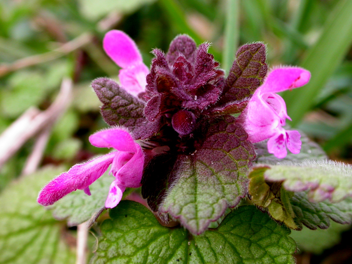 Lamium purpureum (door Peter Meininger)