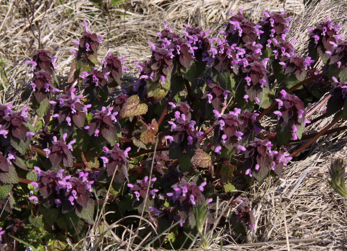 Lamium purpureum (door Peter Meininger)