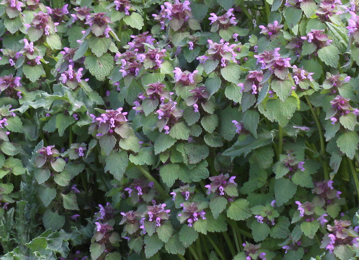 Lamium purpureum (door Peter Meininger)