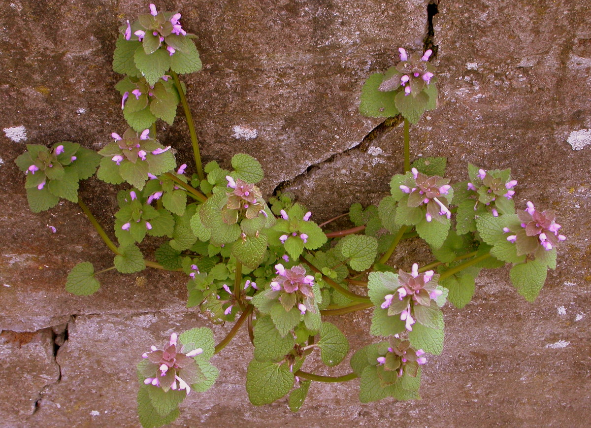 Lamium purpureum (door Peter Meininger)