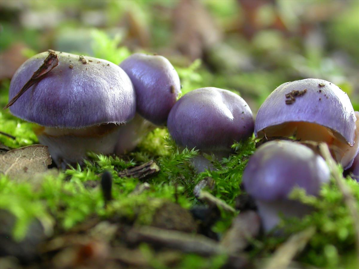 Cortinarius croceocaeruleus (door Evert Ruiter)