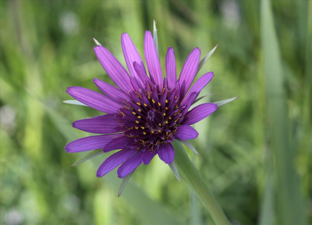 Tragopogon porrifolius (door Peter Meininger)