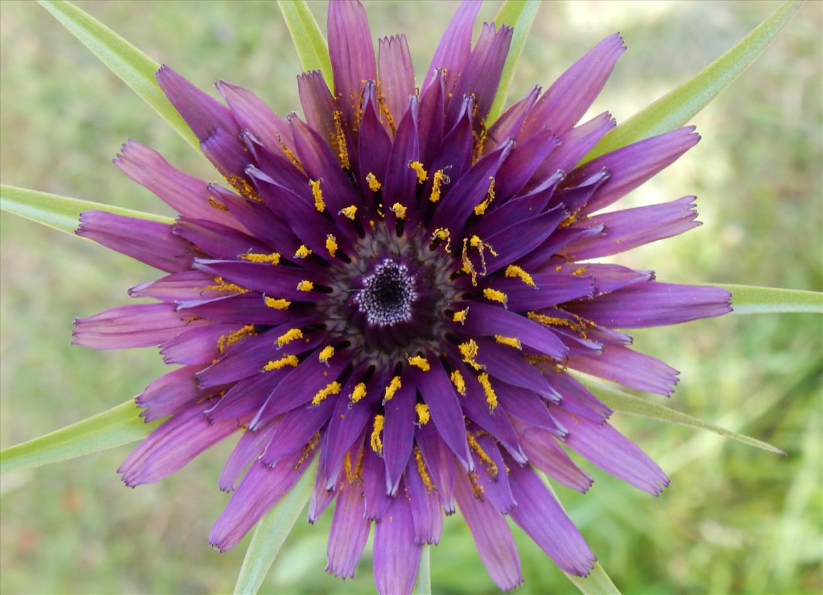 Tragopogon porrifolius (door Peter Meininger)