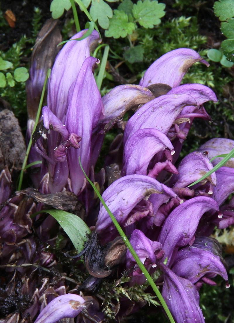 Lathraea clandestina (door Peter Meininger)