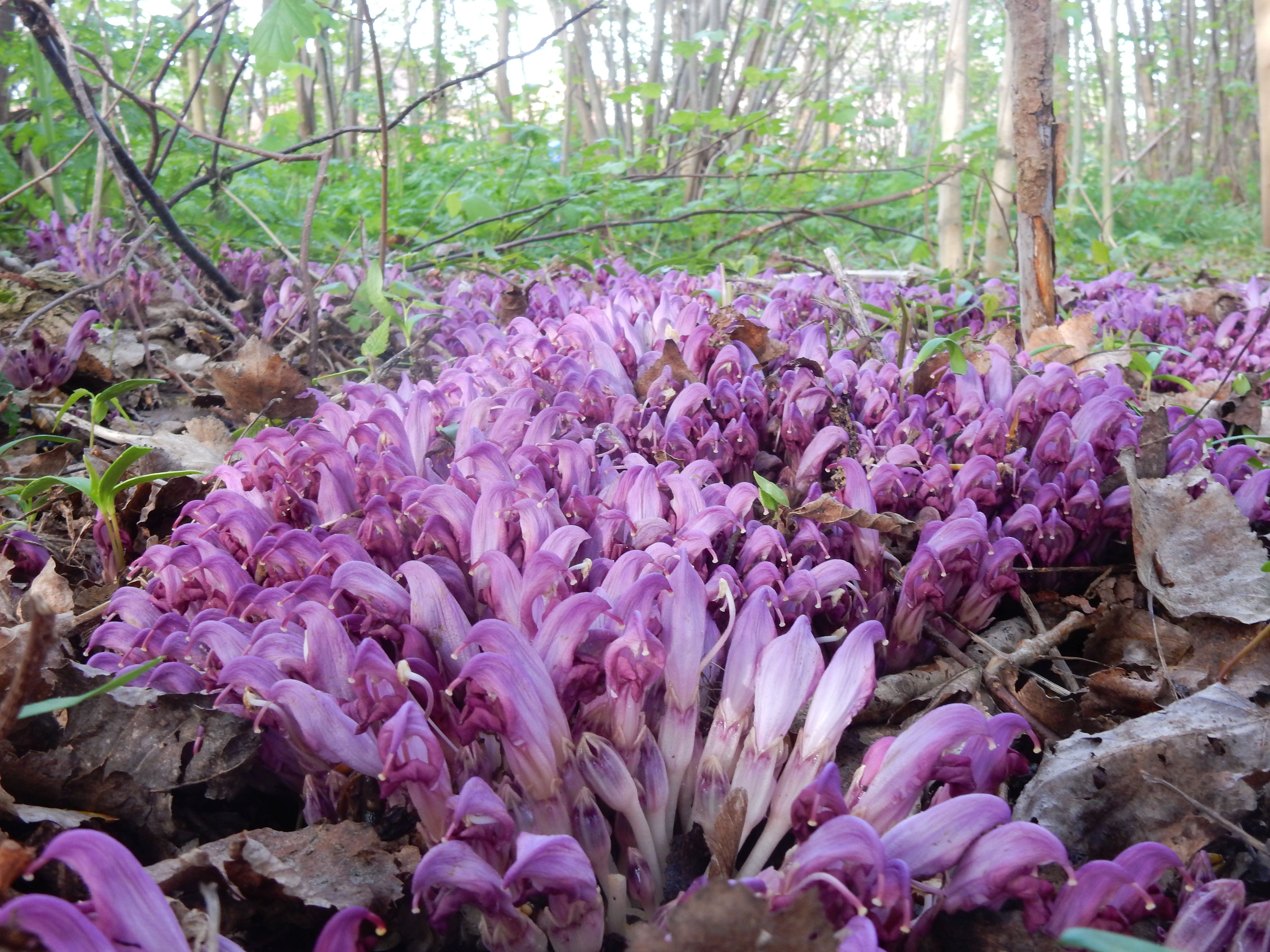 Lathraea clandestina (door Peter Meininger)