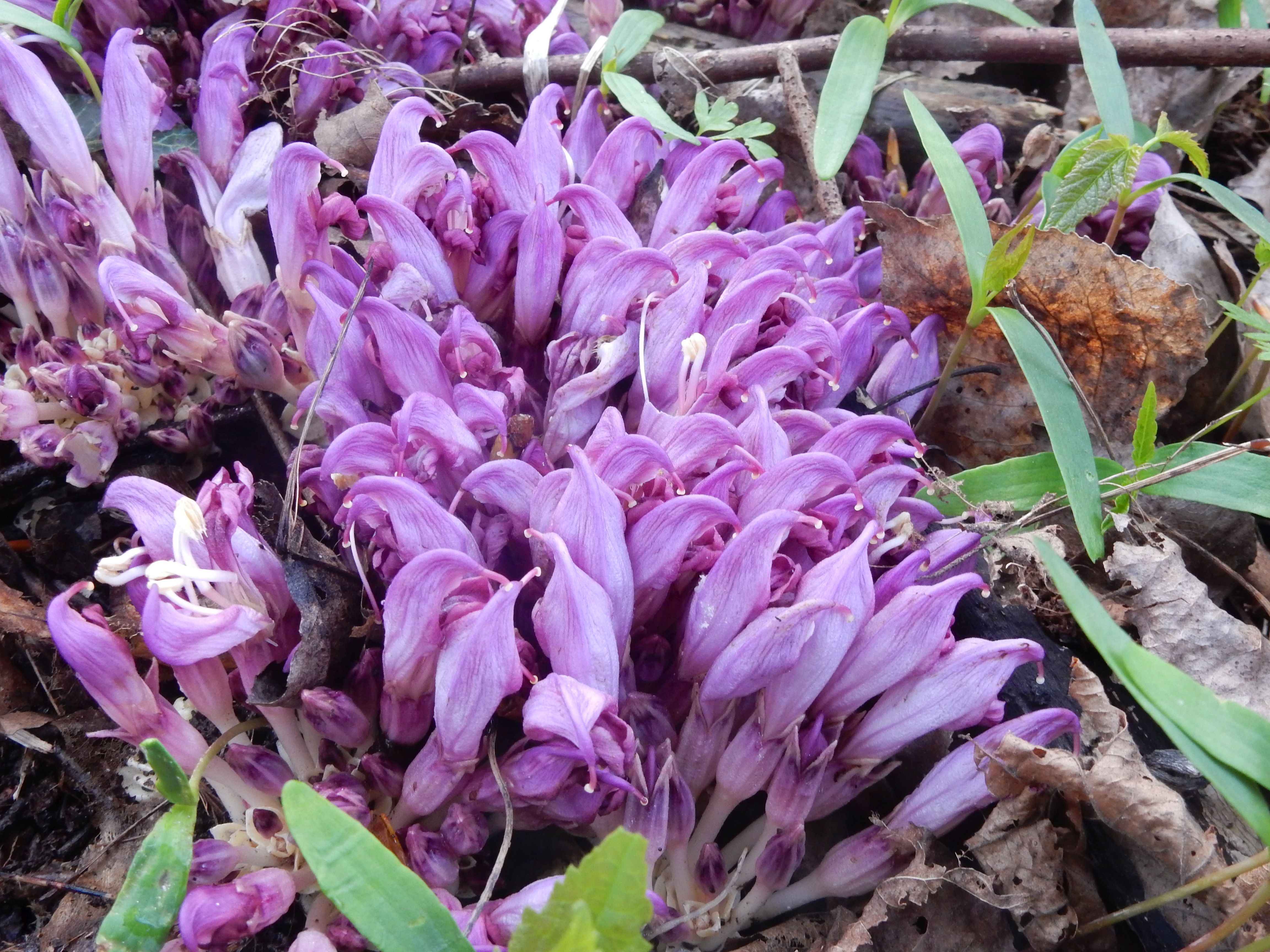 Lathraea clandestina (door Peter Meininger)