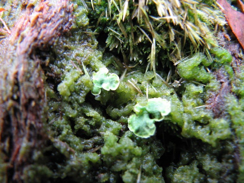 Lichenomphalia hudsoniana (door Martin Camphuijsen)