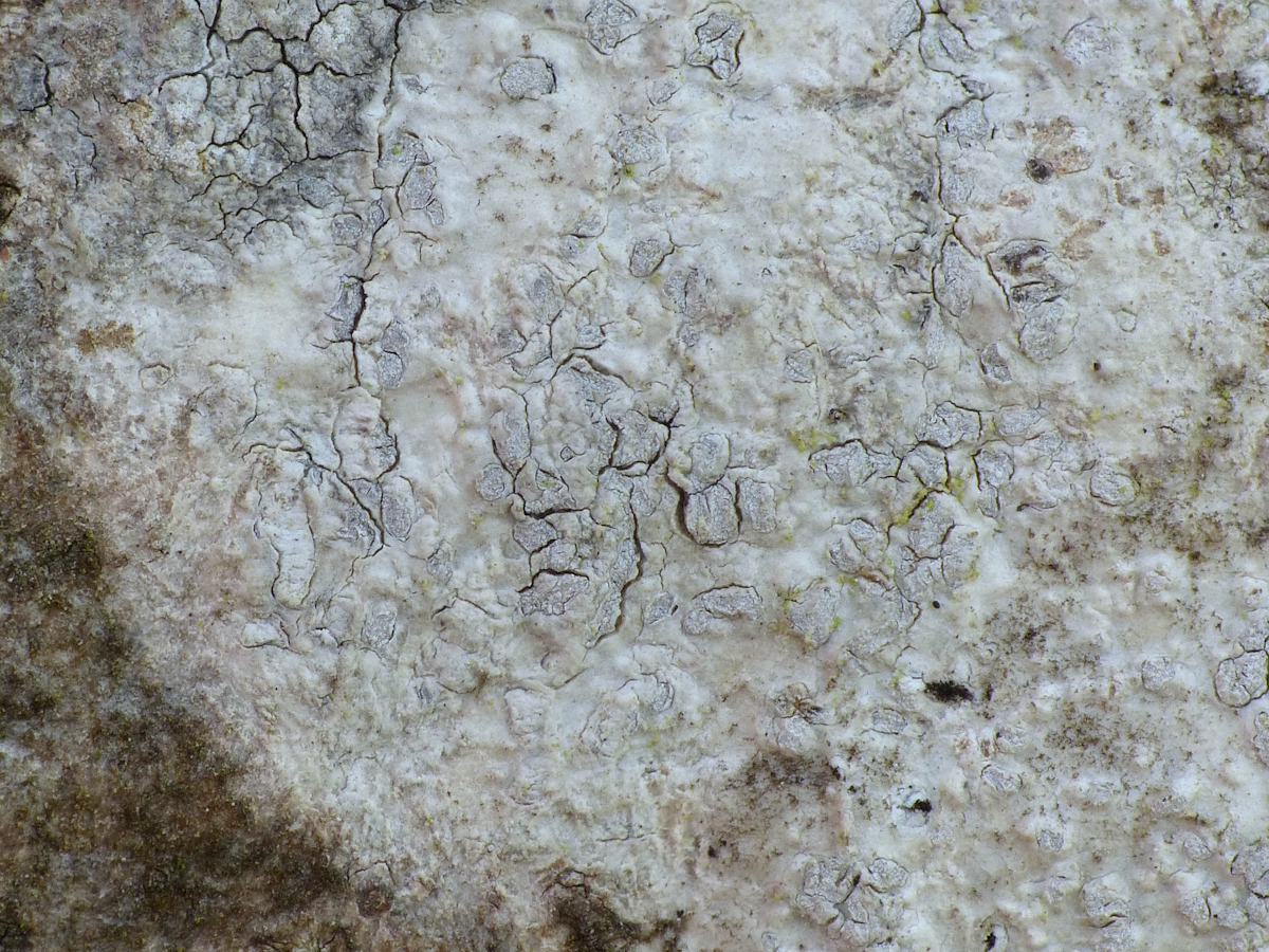 Pachnolepia pruinata (door Henk-Jan van der Kolk)