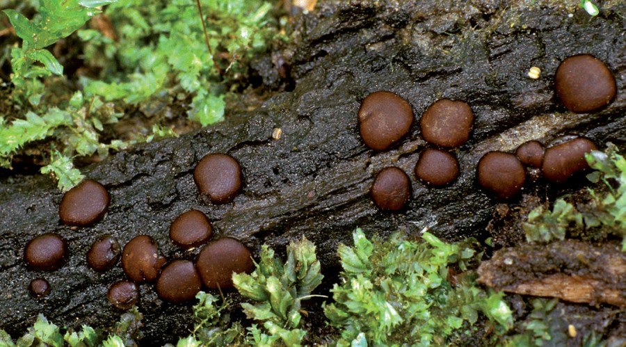 Pachyella babingtonii (door Henk Huijser)