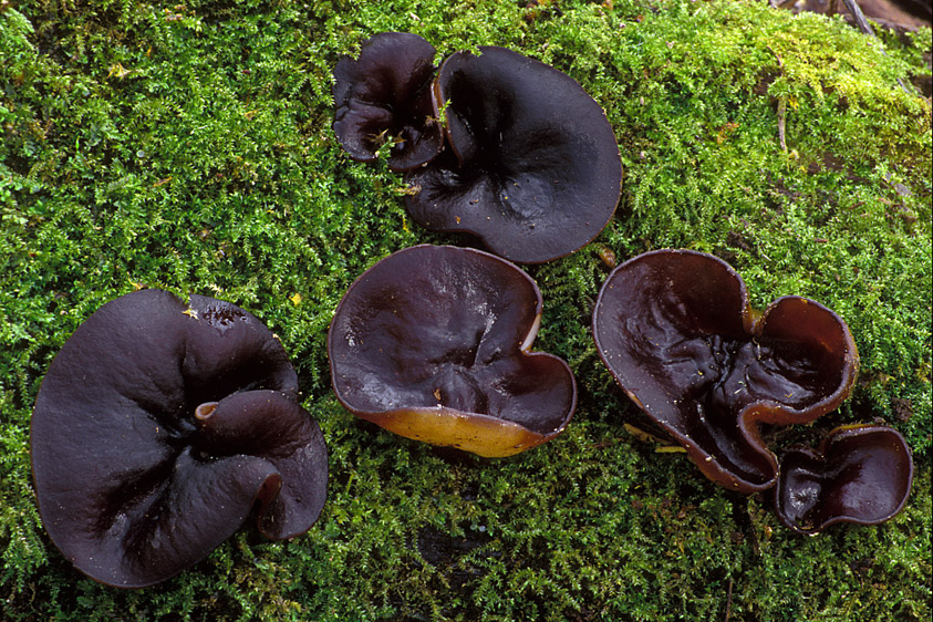 Pachyella violaceonigra (door Henk Huijser)