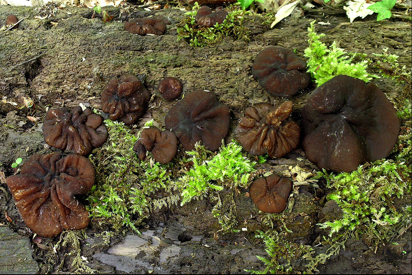 Pachyella violaceonigra (door Henk Huijser)