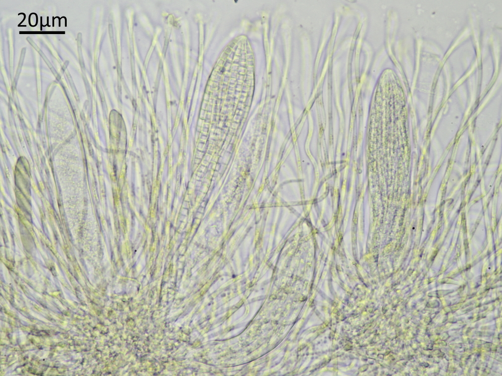 Gyalecta carneola (door Henk-Jan van der Kolk)