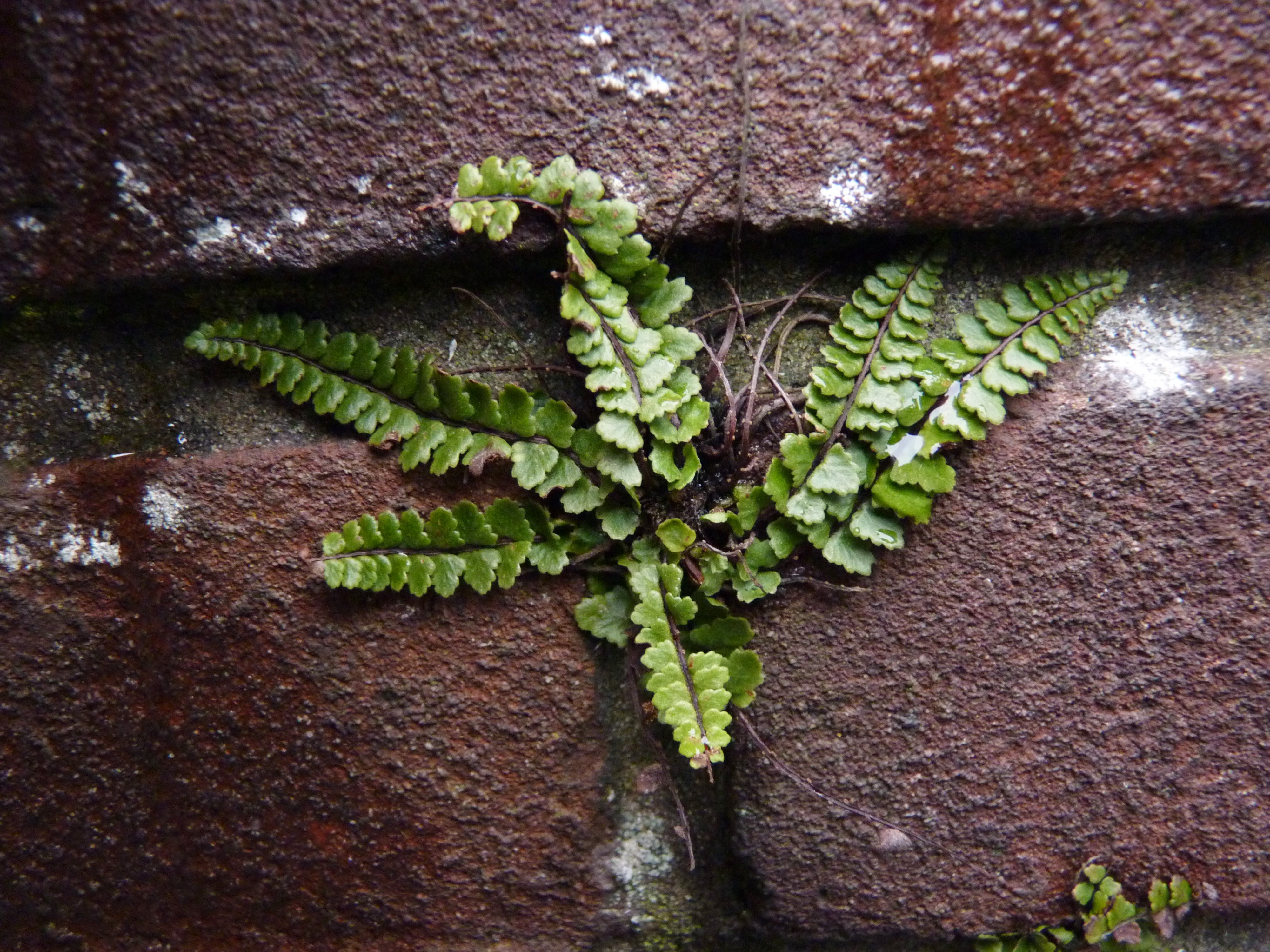 Asplenium trichomanes subsp. pachyrachis (door Sipke Gonggrijp)