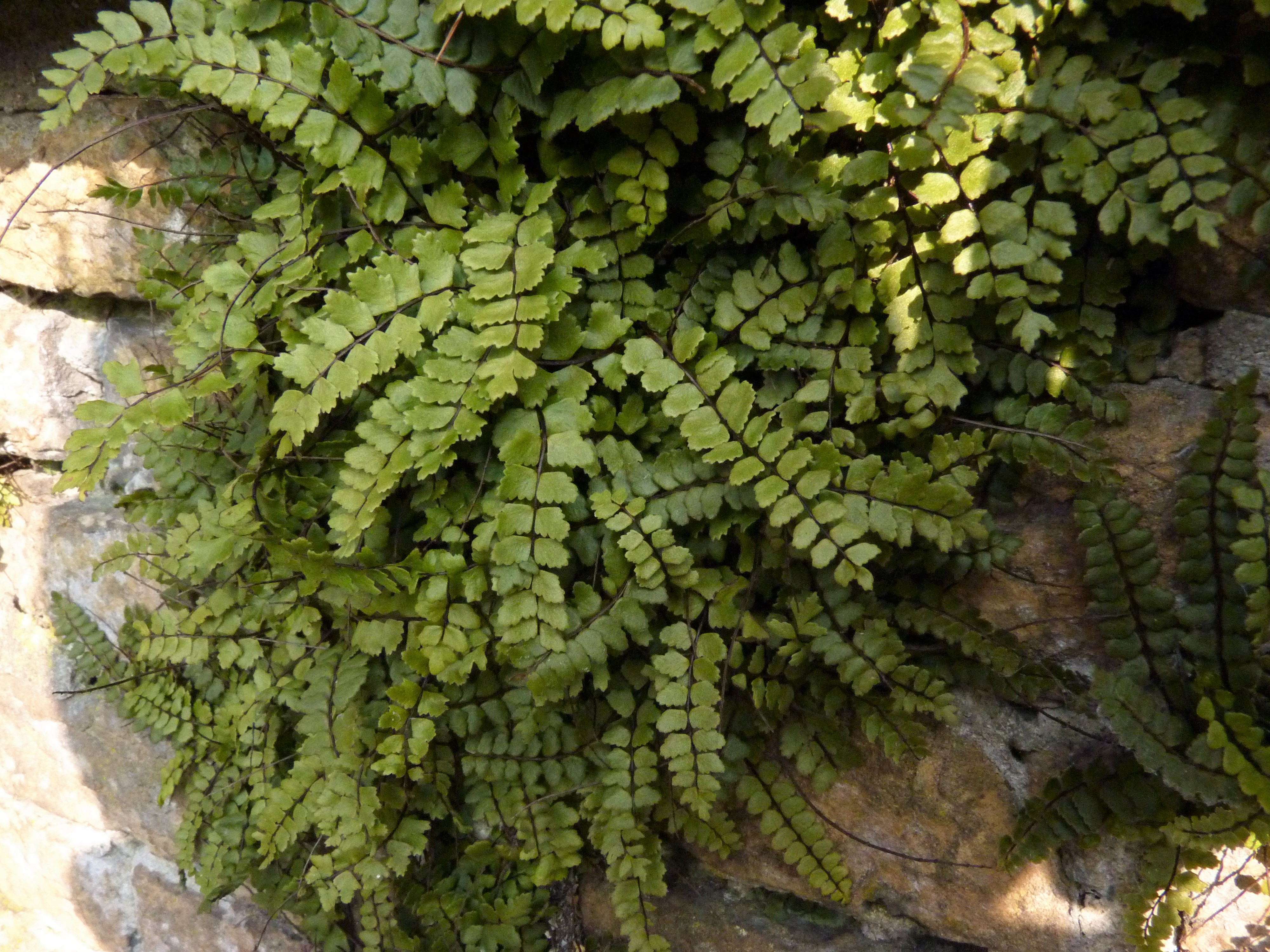 Asplenium trichomanes subsp. pachyrachis (door Sipke Gonggrijp)