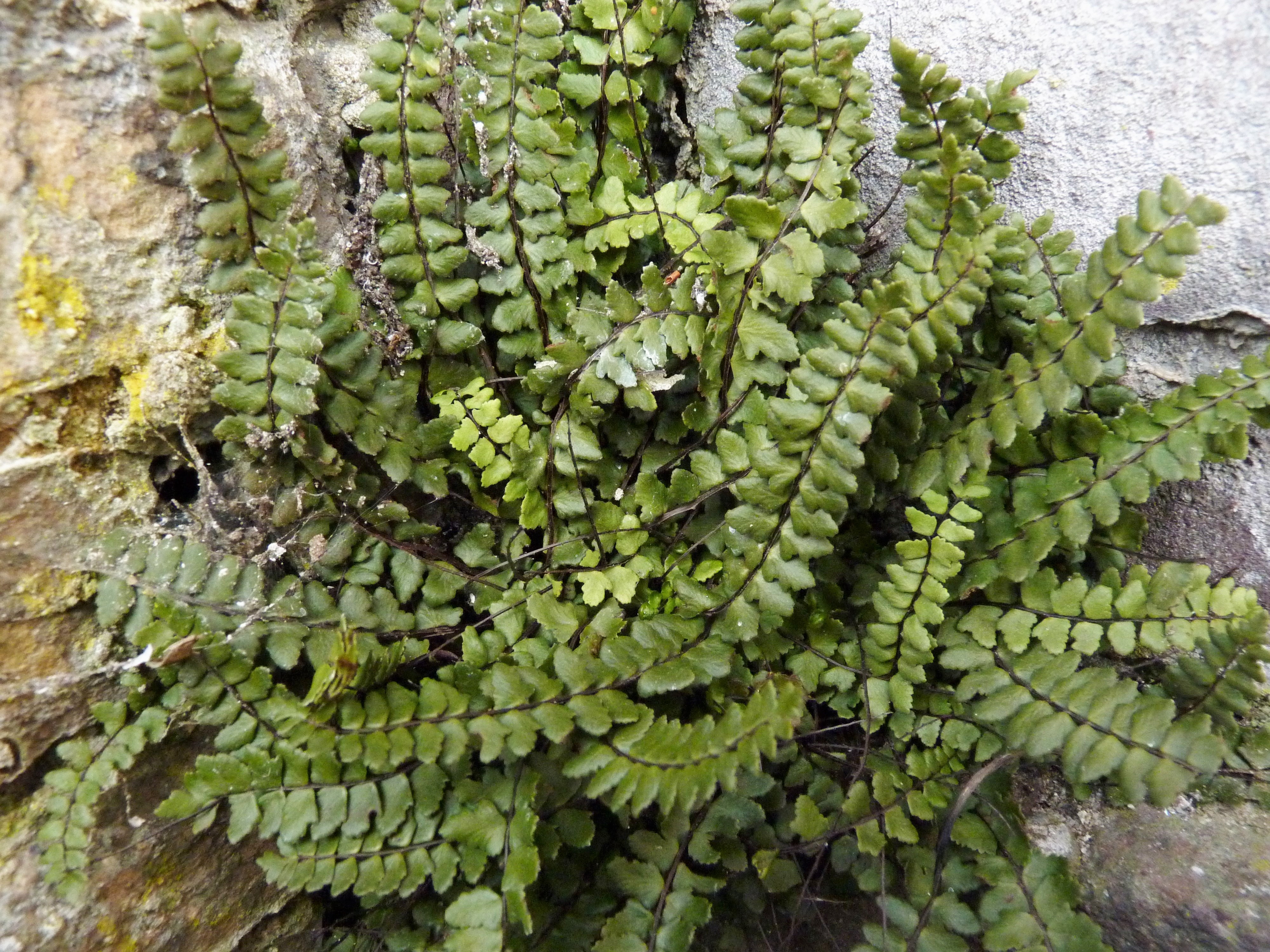 Asplenium trichomanes subsp. pachyrachis (door Sipke Gonggrijp)