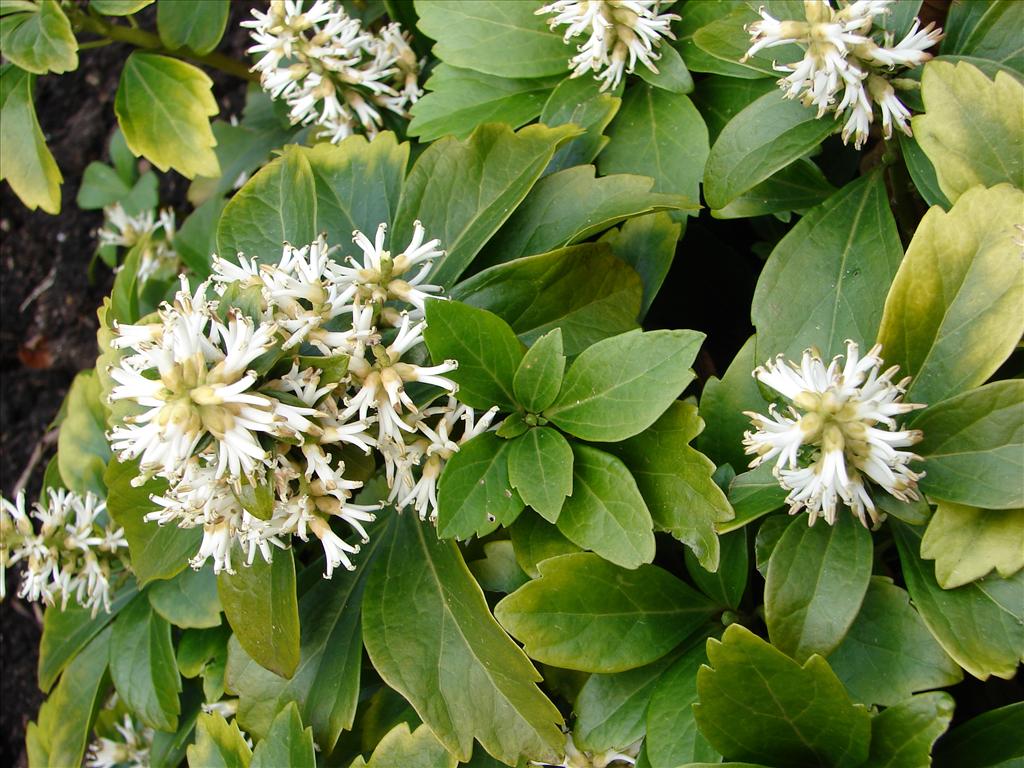 Pachysandra terminalis (door Adrie van Heerden)