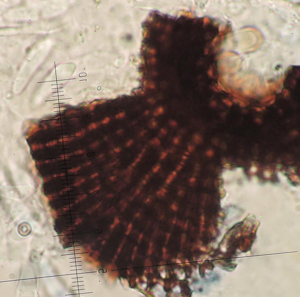 Pachythyrium parasiticum (door Eduard Osieck)