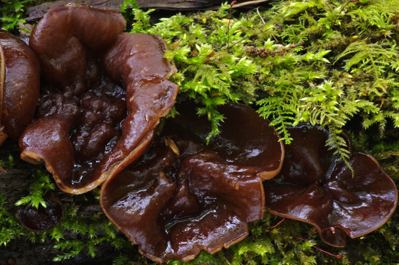 Pachyella violaceonigra (door Luciën Rommelaars)