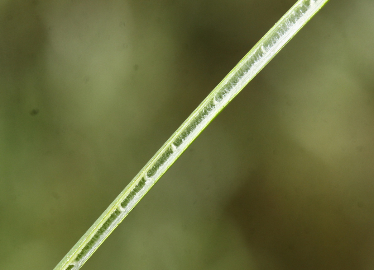 Juncus subnodulosus (door Peter Meininger)